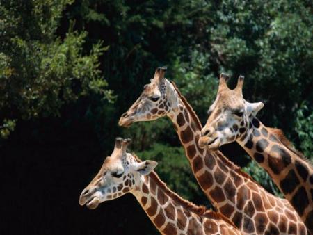 les giraffe