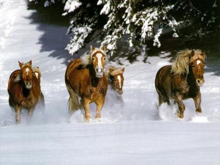 chevaux