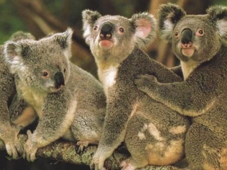 koala