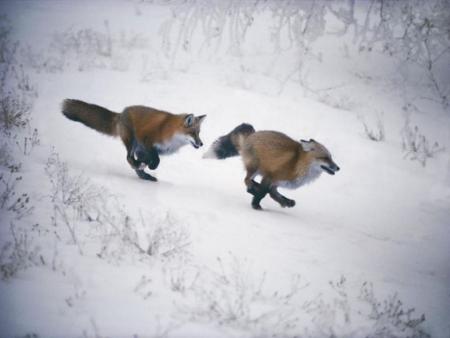 renard