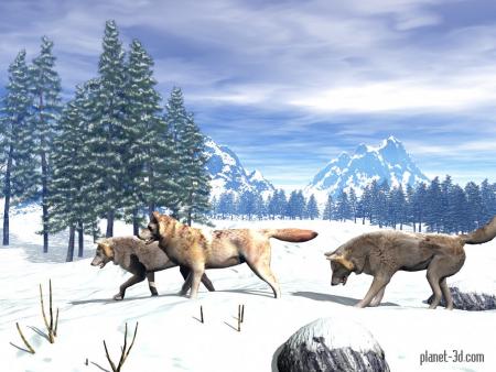 loup montagne
